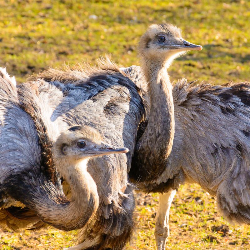 Moisture - Emu oil